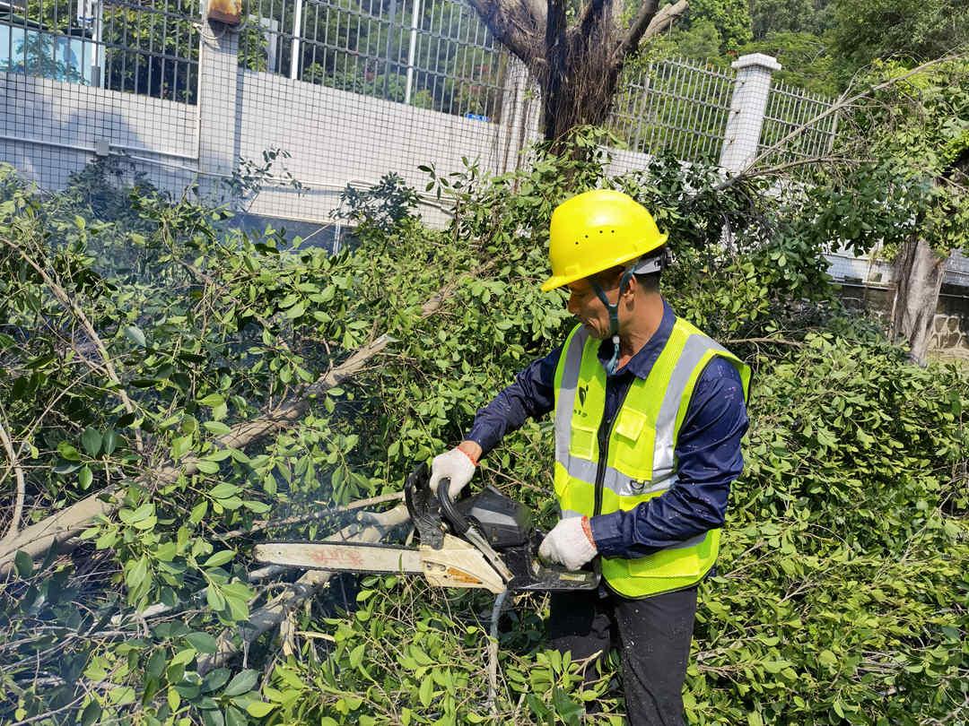 雨后绿化养护排查修剪