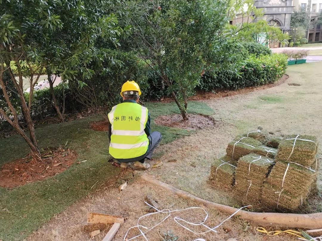 绿化公司工人正在补植草皮