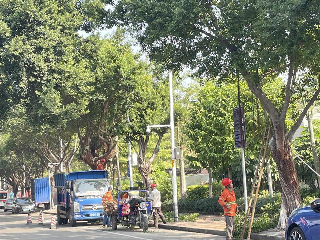 菲律宾网赌合法平台工人正在修剪