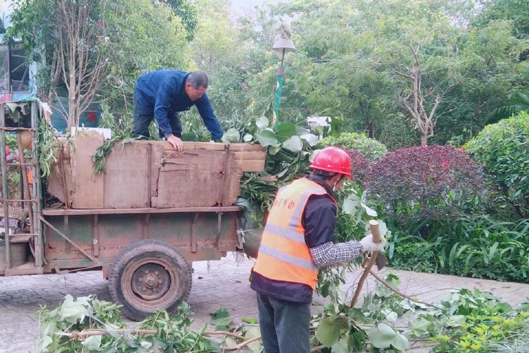 二月份园林绿化养护清理树枝